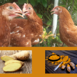 Herbal untuk Ayam Petelur Cara Memberikan Kunyit, Temulawak, dan Jahe