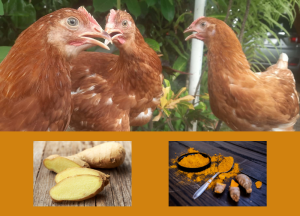 Herbal untuk Ayam Petelur Cara Memberikan Kunyit, Temulawak, dan Jahe