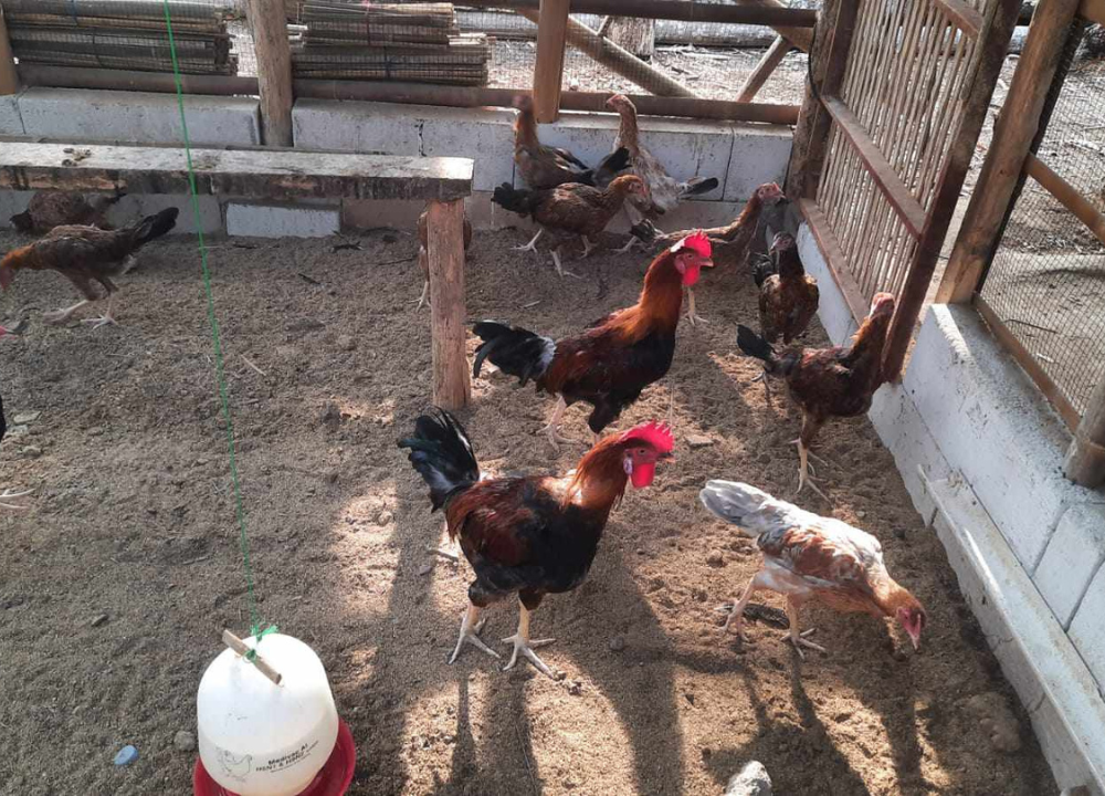 Lahan 3 × 7 Meter Muat Berapa Ekor Indukan Ayam KUB?