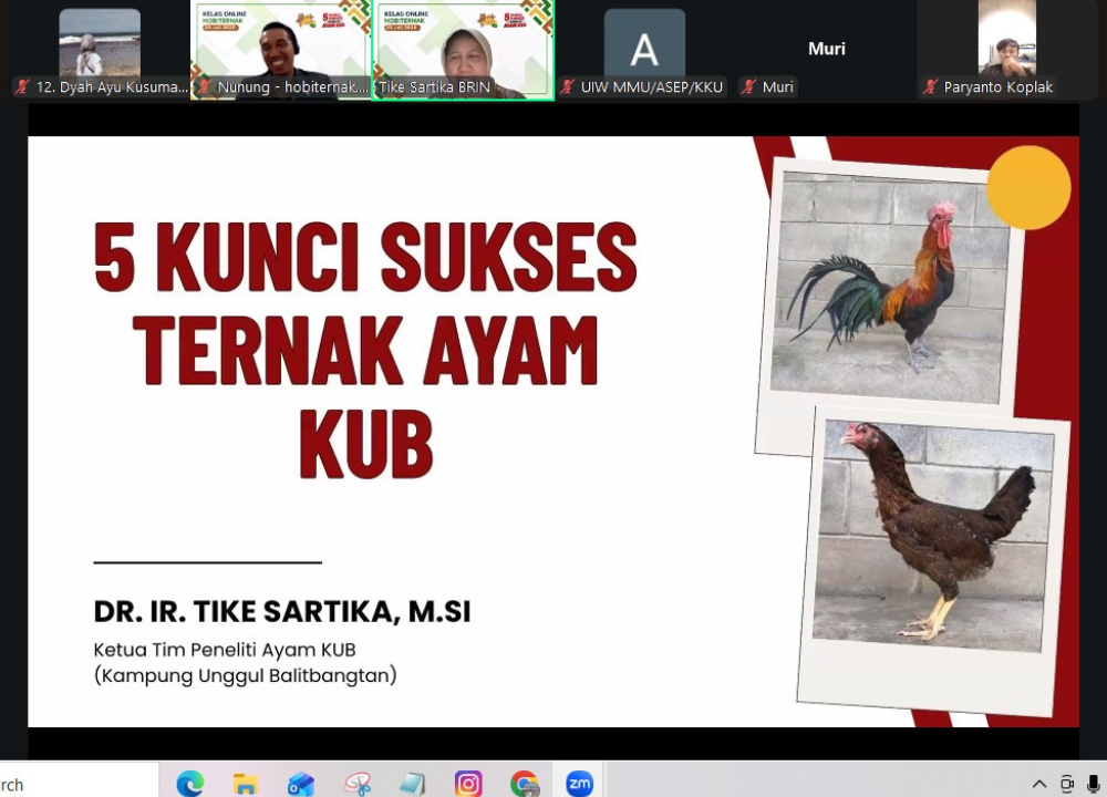 Webinar 5 Kunci Sukses Ternak Ayam KUB Sukses Digelar