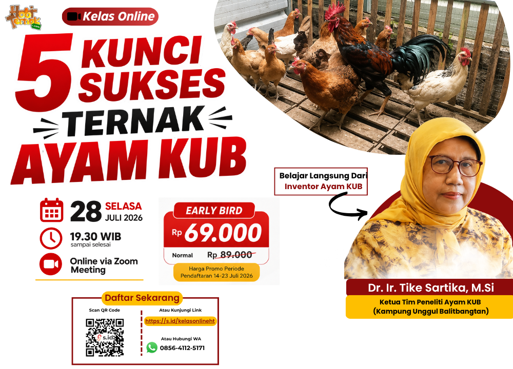 Webinar Ayam KUB: 5 Kunci Sukses Ternak Ayam KUB