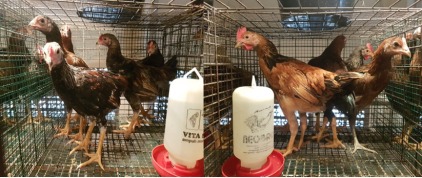 Pada umur 5 minggu dipecah jadi 5 ekor/cage