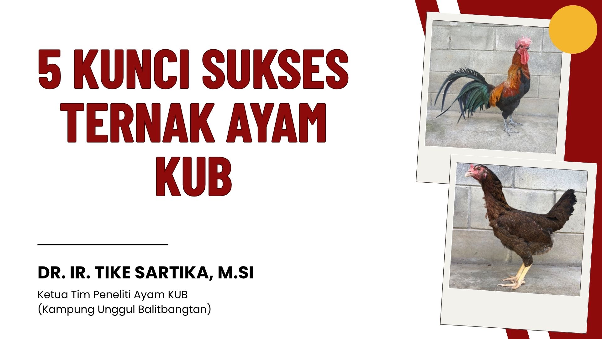 Ayam KUB
