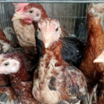 Apa Perbedaan Ayam KUB, Pure Line, GPS, dan Final Stock?
