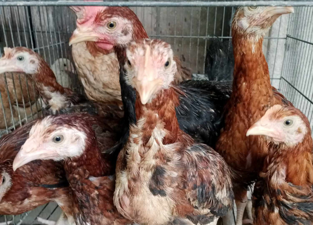 Apa Perbedaan Ayam KUB, Pure Line, GPS, dan Final Stock?