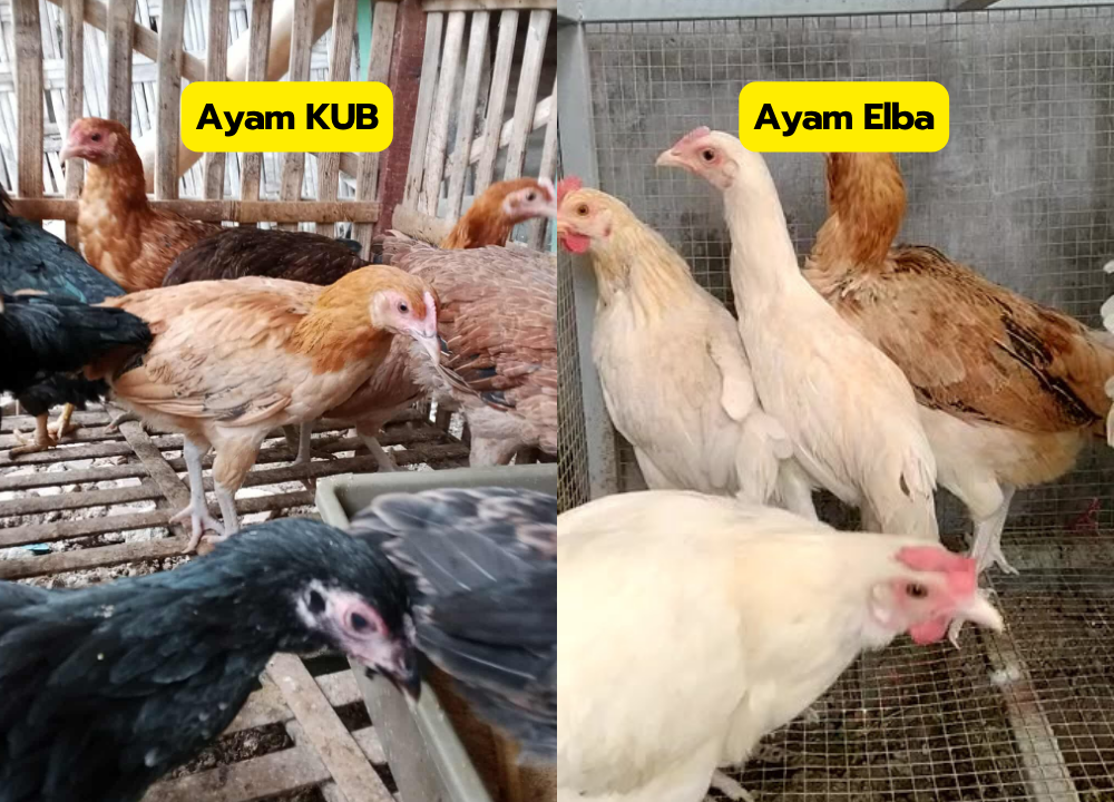 Apakah Ayam KUB Bisa Dicampur dengan ELBA?