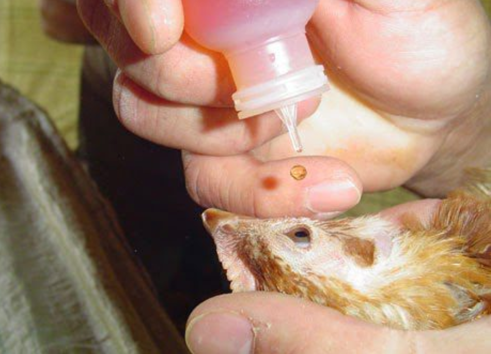 Apakah Vaksin ND-IB Bisa Diberikan untuk Semua Umur Ayam KUB?