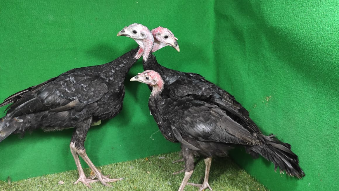 Kalkun Black Spanish anakan