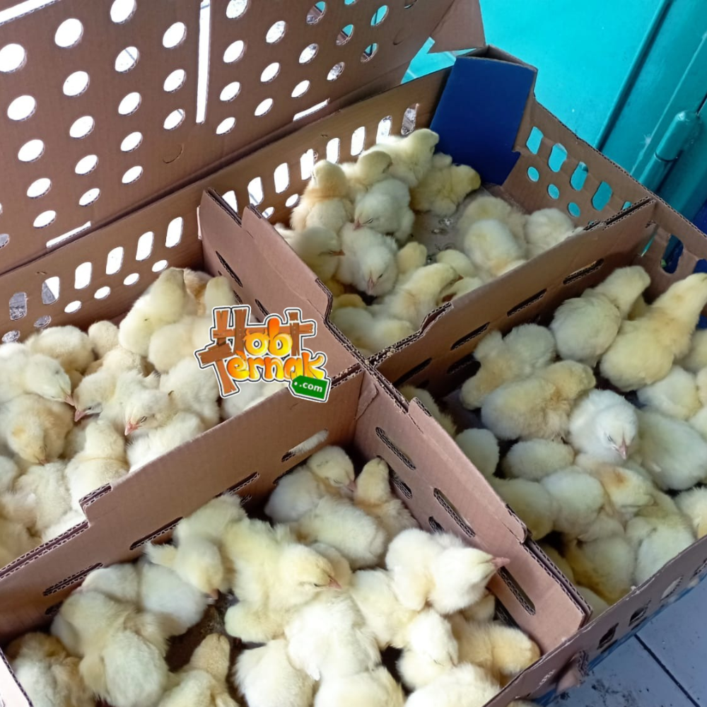 DOC Ayam Broiler