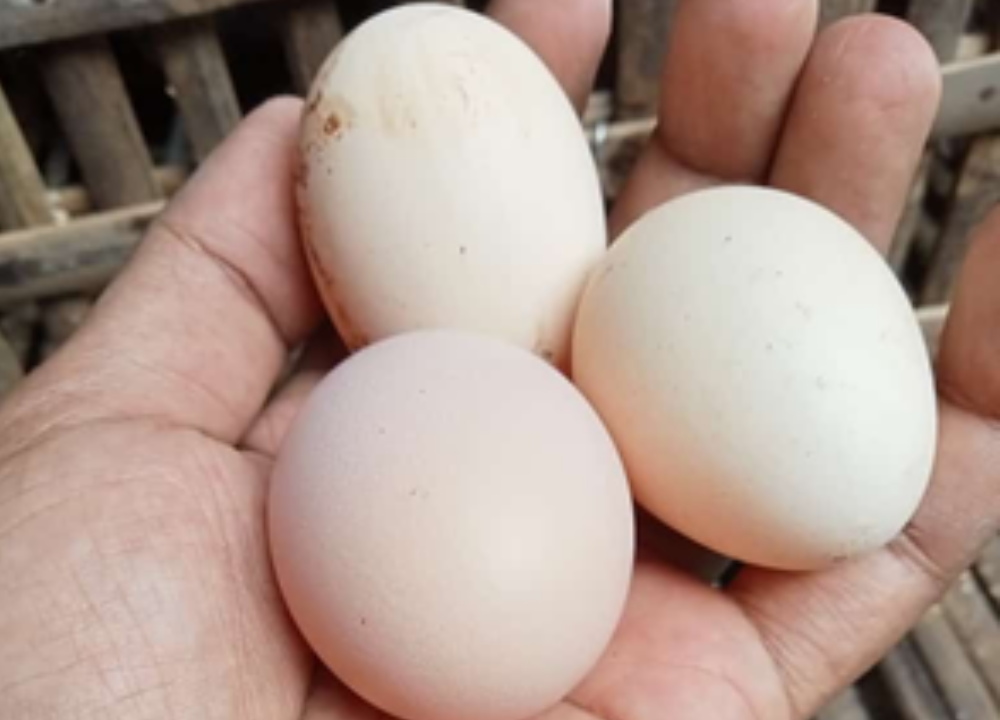 Cara Mengatasi Ayam KUB Mogok Bertelur? Ini Jawaban Dr. Tike