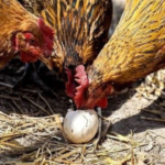 Cara Mengatasi Ayam yang Suka Mematuk Telur?