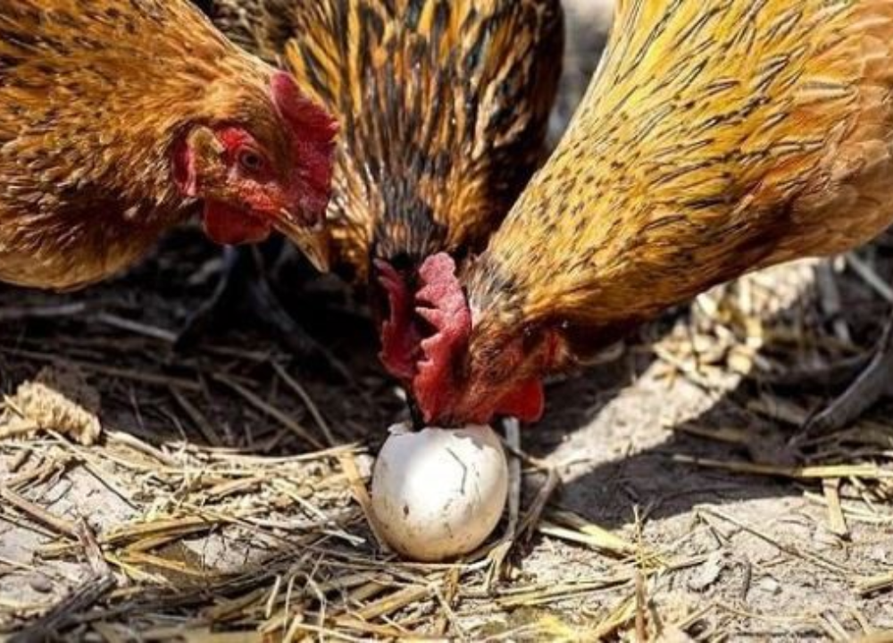 Cara Mengatasi Ayam yang Suka Mematuk Telur?