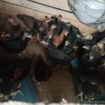 Cara Mengatasi Kanibalisme pada Ayam KUB?