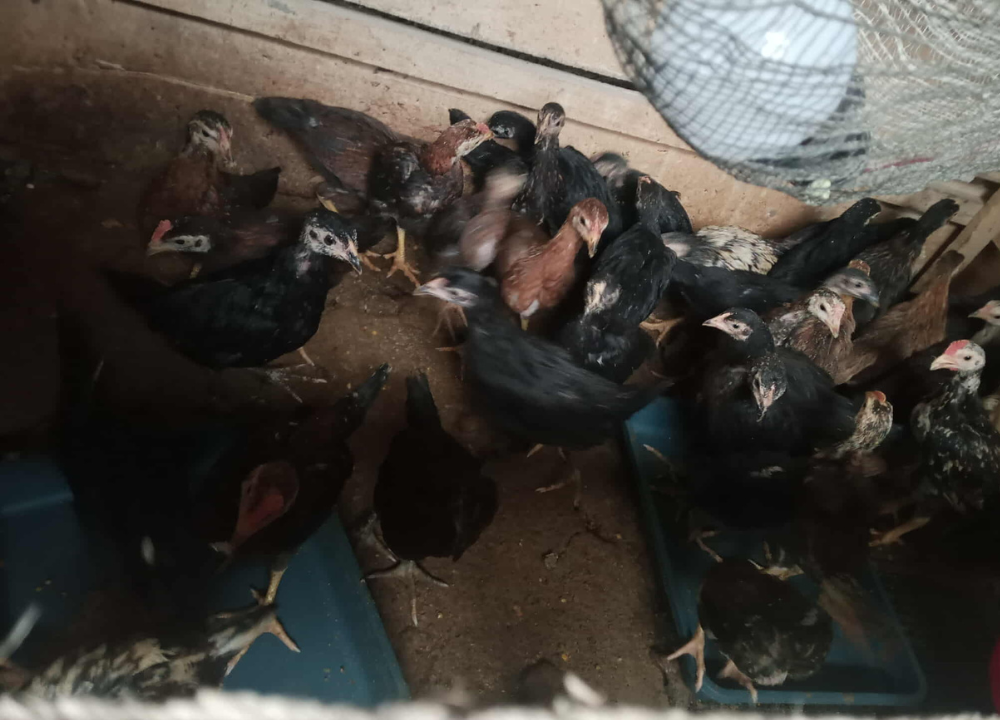 Cara Mengatasi Kanibalisme pada Ayam KUB?