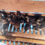 Cara Sterilisasi Kandang Sebelum DOC Ayam KUB Masuk Cara Sterilisasi Kandang Sebelum DOC Ayam KUB Masuk