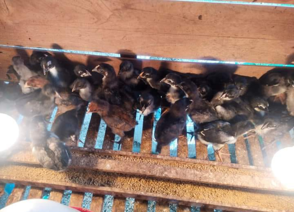 Cara Sterilisasi Kandang Sebelum DOC Ayam KUB Masuk