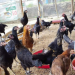 Contoh Racikan Pakan Lokal untuk Indukan Ayam KUB