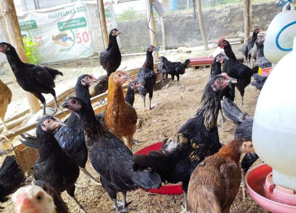 Contoh Racikan Pakan Lokal untuk Indukan Ayam KUB