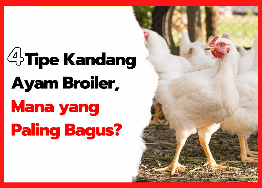 Jenis Kandang Ayam Broiler: 4 Tipe, Ukuran & Kelebihannya