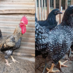Jual DOC Ayam Kuntara Berkualitas | Siap Kirim ke Seluruh Indonesia Jual DOC Ayam Kuntara Berkualitas | Siap Kirim ke Seluruh Indonesia