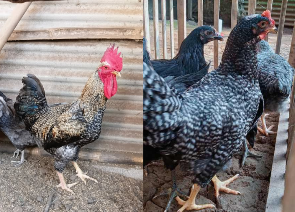 Jual DOC Ayam Kuntara Berkualitas | Siap Kirim ke Seluruh Indonesia