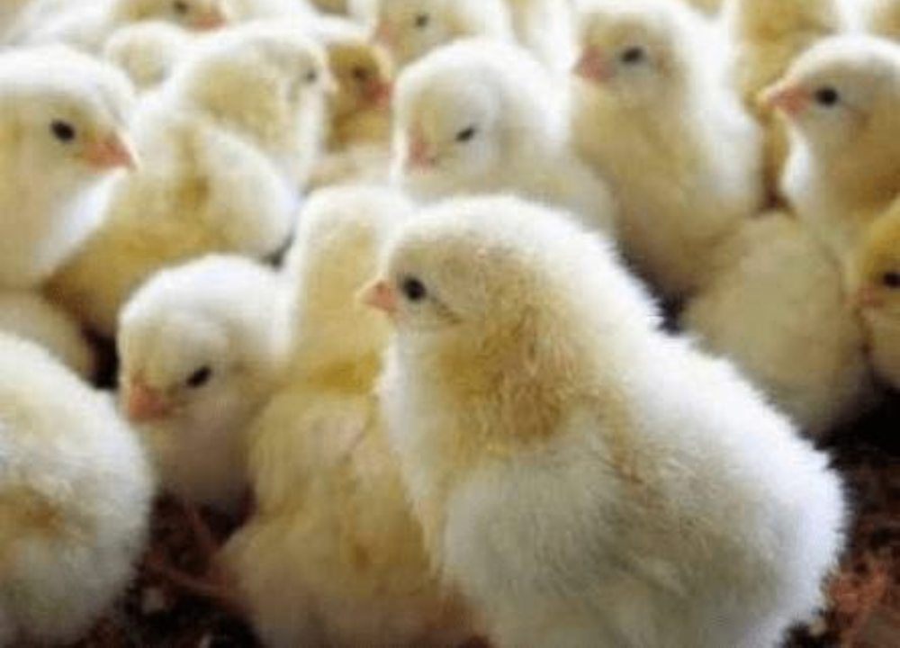 Jual DOC Ayam Pejantan Berkualitas | Siap Kirim ke Seluruh Indonesia