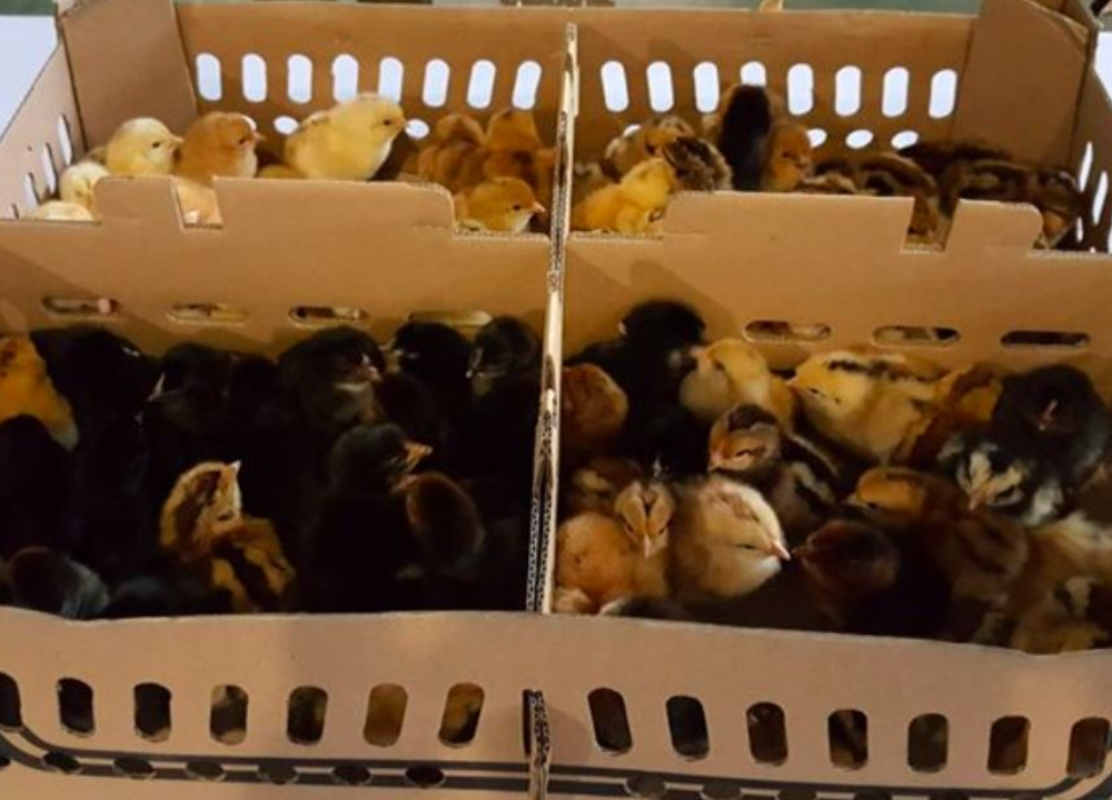 Jual DOC Ayam ULU Berkualitas | Siap Kirim ke Seluruh Indonesia