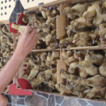 Jual DOD Bebek Mojosari Berkualitas | Siap Kirim Indonesia
