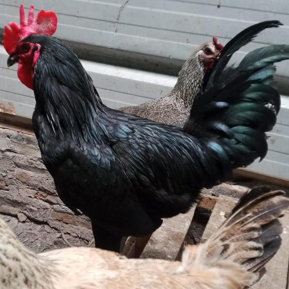 DOC Ayam Kuntara