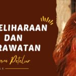 [PDF] Materi Webinar Pemeliharaan dan Perawatan Ayam Petelur