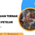 Strategi Ternak Ayam Petelur, Ternak Ayam Petelur, Cara Beternak Ayam Petelur, Panduan Ayam Petelur, Pakan Ayam Petelur, Perawatan DOC Ayam Petelur, Ebook Ternak Ayam Petelur,