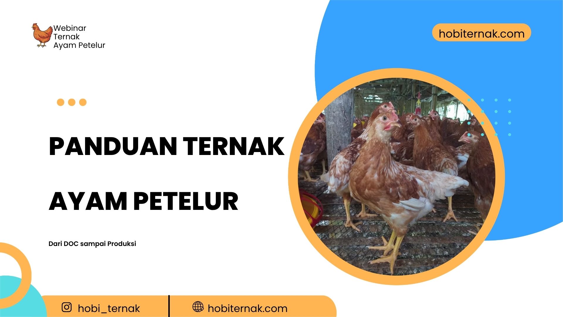 Strategi Ternak Ayam Petelur, Ternak Ayam Petelur, Cara Beternak Ayam Petelur, Panduan Ayam Petelur, Pakan Ayam Petelur, Perawatan DOC Ayam Petelur, Ebook Ternak Ayam Petelur,