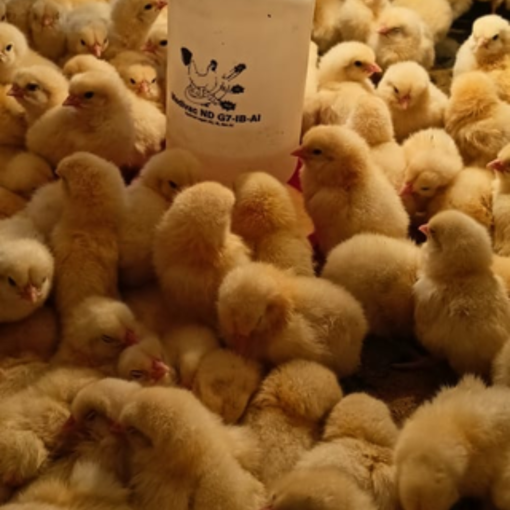 DOC Ayam Pejantan