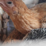 Penyakit yang Sering Menyerang Ayam KUB dan Cara Mencegahnya Penyakit yang Sering Menyerang Ayam KUB dan Cara Mencegahnya