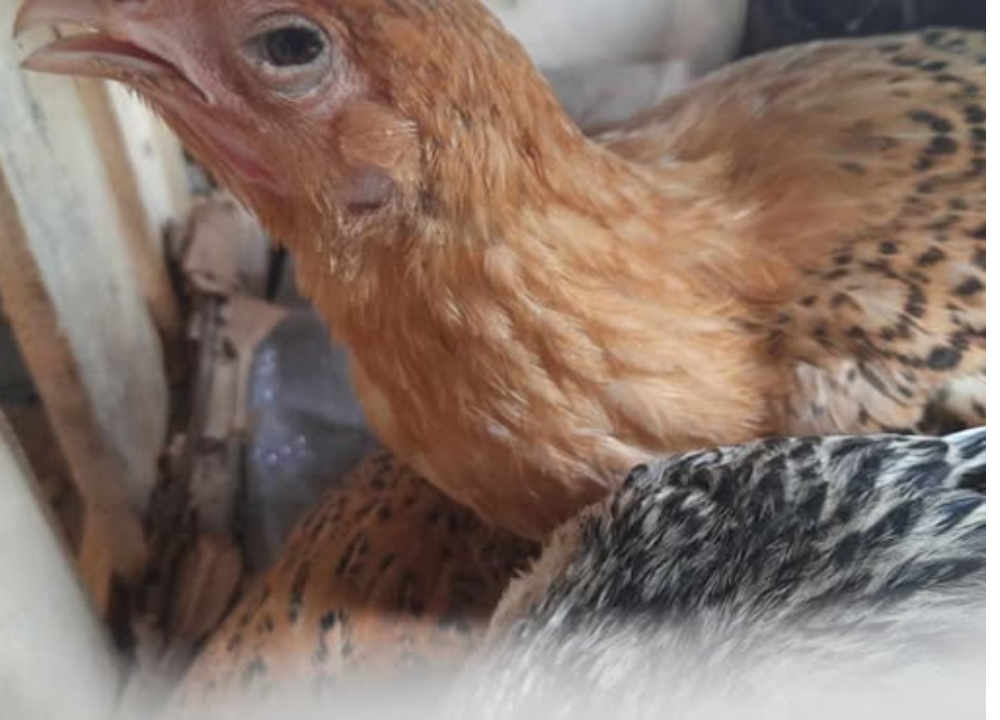 Penyakit yang Sering Menyerang Ayam KUB dan Cara Mencegahnya