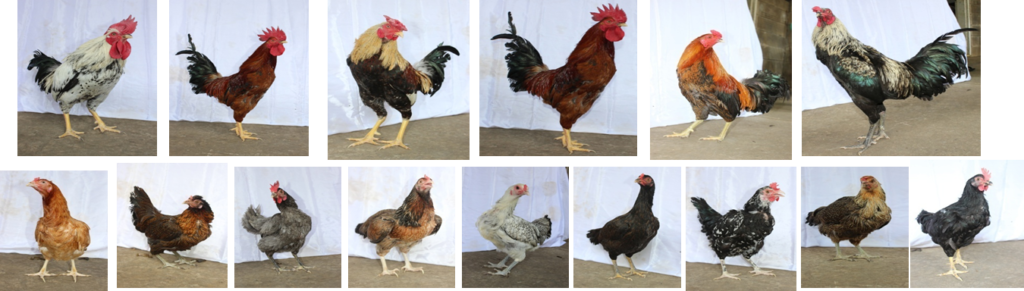 Kontribusi dalam Pengembangan Ayam KUB