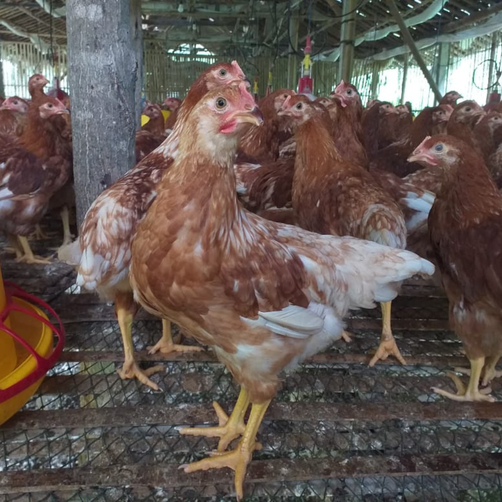Pullet Ayam Petelur