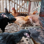 Umur Berapa Ayam KUB Mulai Bertelur? Ini Jawaban Dr. Tike
