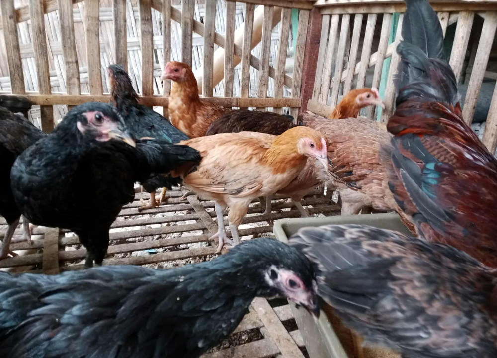 Umur Berapa Ayam KUB Mulai Bertelur? Ini Jawaban Dr. Tike