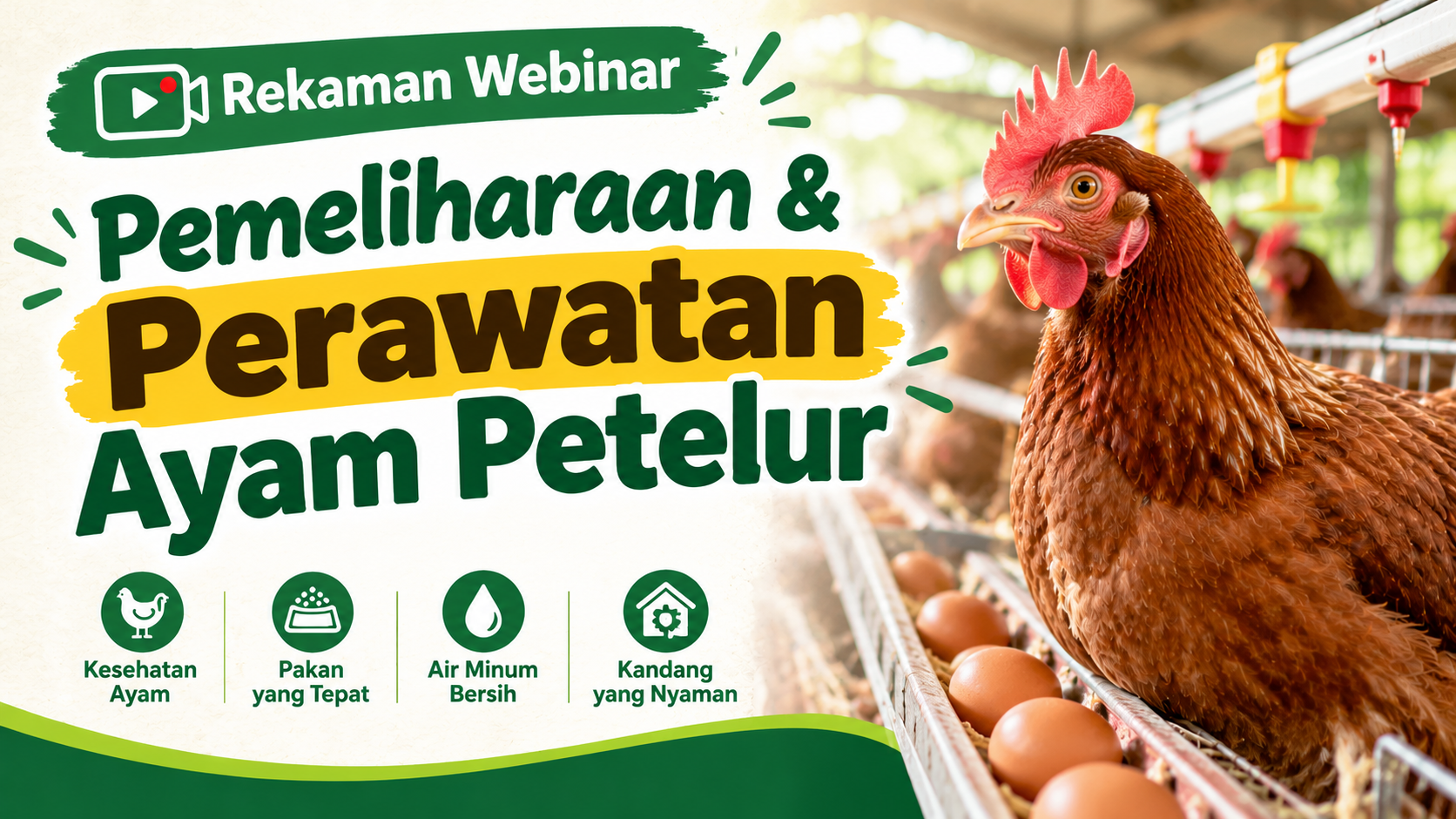 [Video] Recording Webinar Pemeliharaan dan Perawatan Ayam Petelur