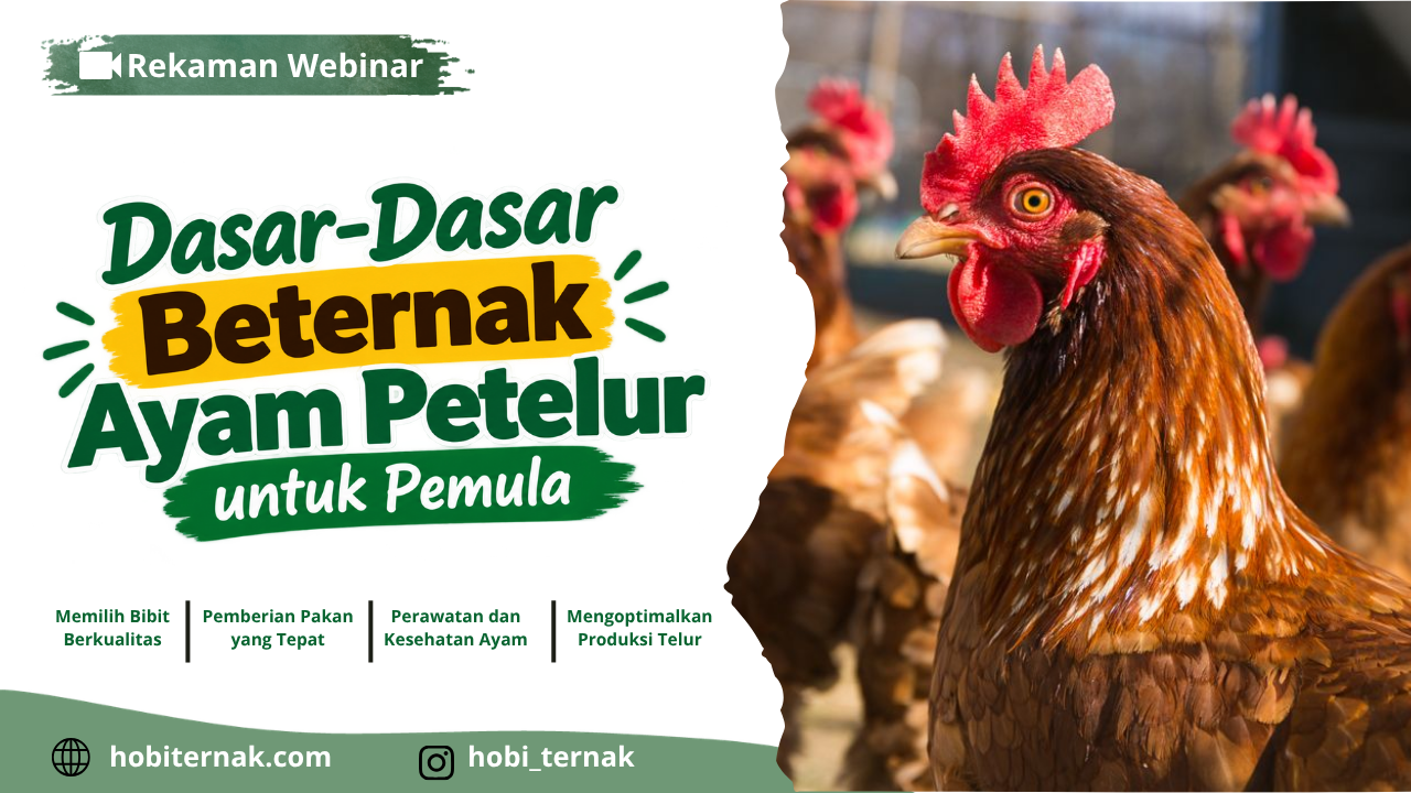 [Video] Recording Webinar Dasar-Dasar Beternak Ayam Petelur untuk Pemula