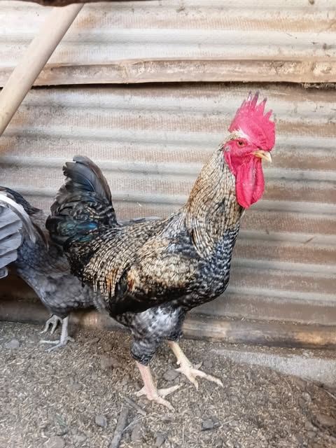 Ayam Kuntara Jantan HobiTernak