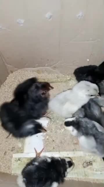 DOC Ayam Kuntara HobiTernak
