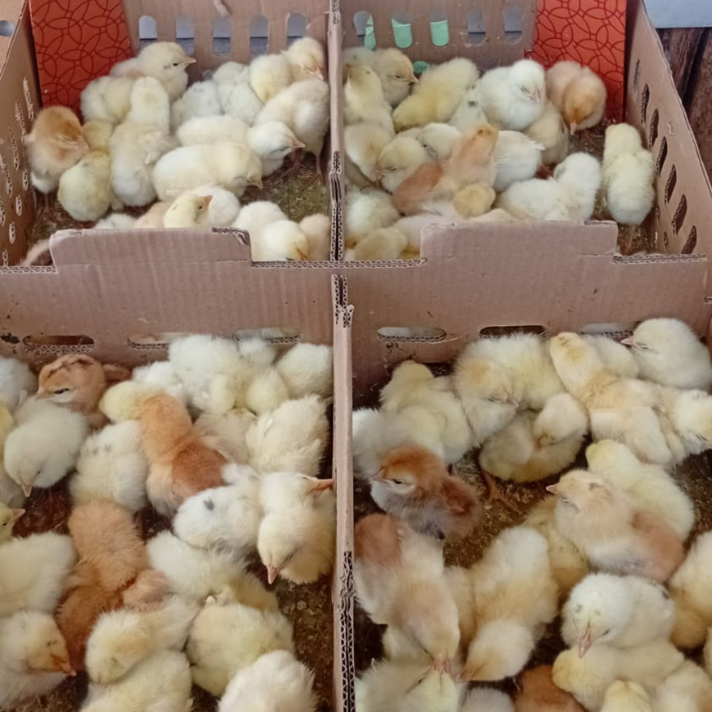 DOC Ayam Elba