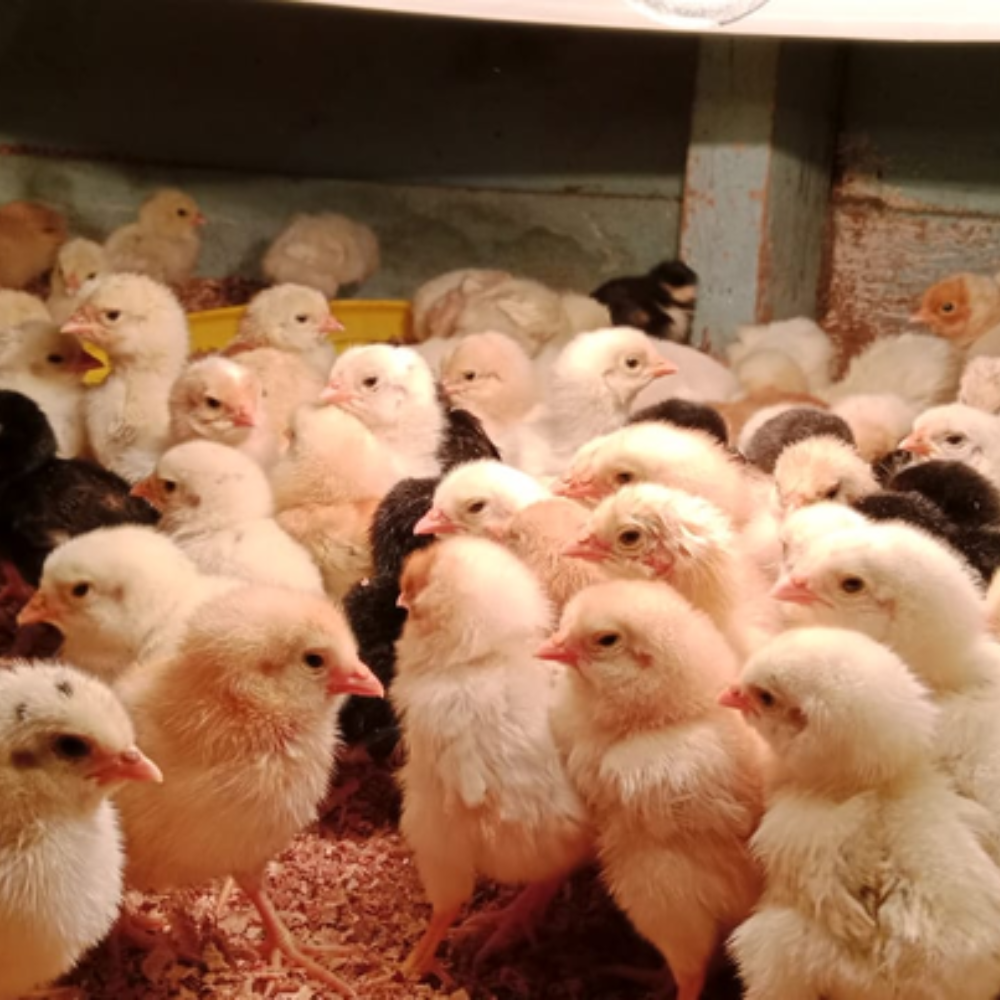 Ayam Joper