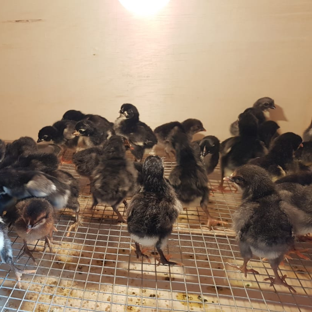 DOC Ayam KUB 1