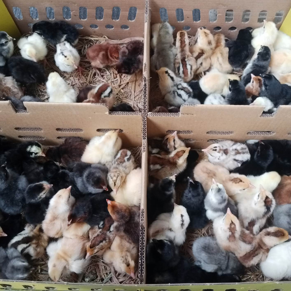 DOC Ayam KUB 2