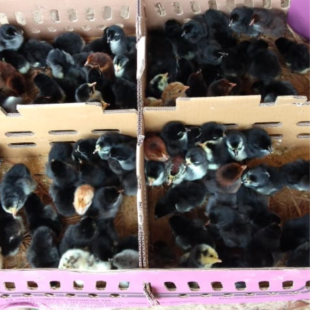 Ayam KUB