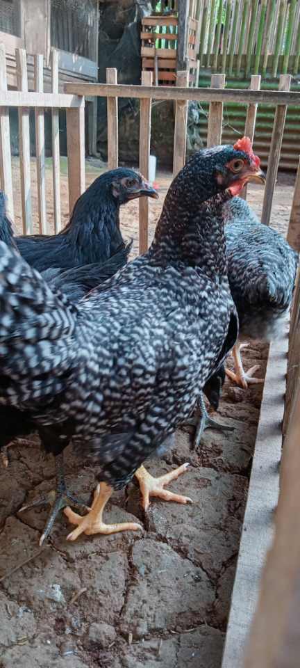 Ayam Kuntara HobiTernak