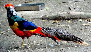 Red Lady Pheasant